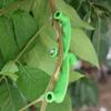 Branch Spreaders for Fruit Trees, 5-Piece Branch-Bending Tool Set view 2