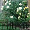 Garden Fence, 5 Decorative Panels for Garden Borders view 3