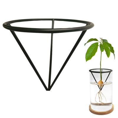 Avocado Growing Holder for Wide-Mouth Jars