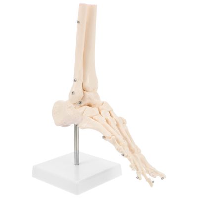 Veemoon Anatomical PVC Foot and Ankle Joint Model with Stand, Life-Size