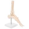 Veemoon Anatomical PVC Foot and Ankle Joint Model with Stand, Life-Size view 1