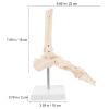 Veemoon Anatomical PVC Foot and Ankle Joint Model with Stand, Life-Size view 2