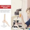 Veemoon Anatomical PVC Foot and Ankle Joint Model with Stand, Life-Size view 3
