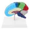 1:1 PVC Brain Model for Medical Training view 1