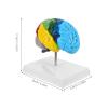 1:1 PVC Brain Model for Medical Training view 2