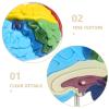 1:1 PVC Brain Model for Medical Training view 3