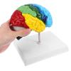 1:1 PVC Brain Model for Medical Training view 4