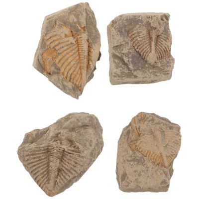 WRITWAA 4 Authentic Trilobite Tail Specimens