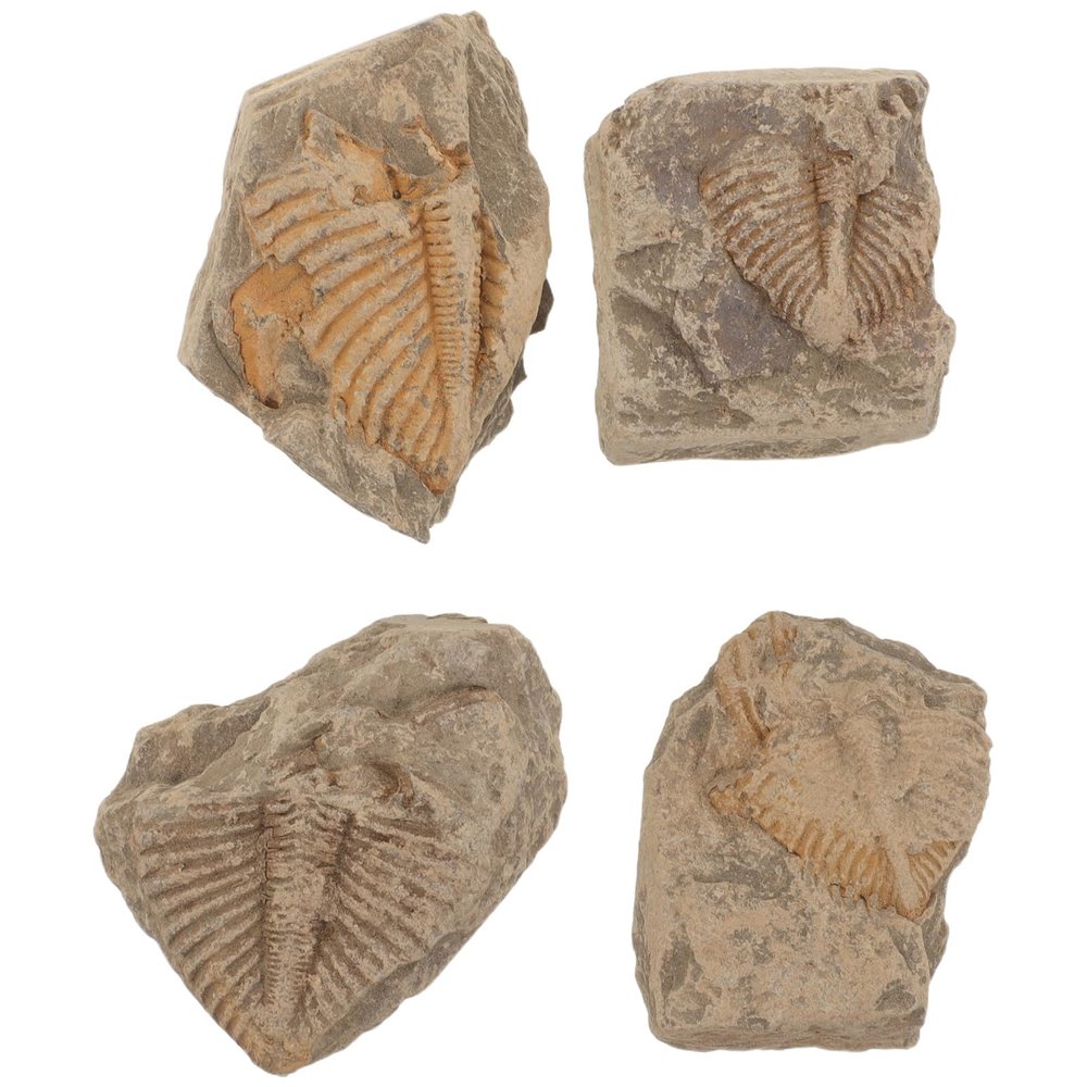 WRITWAA 4 Authentic Trilobite Tail Specimens