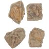 WRITWAA 4 Authentic Trilobite Tail Specimens view 1