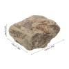 WRITWAA 4 Authentic Trilobite Tail Specimens view 2