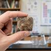 WRITWAA 4 Authentic Trilobite Tail Specimens view 4